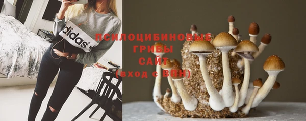 PSILOCYBIN Елабуга