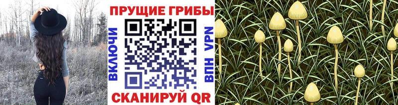 Псилоцибиновые грибы мицелий  Купить закладки  Нефтекумск 